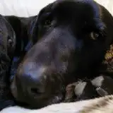 ぱらやん