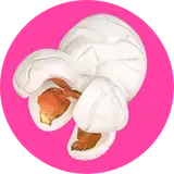 pinkpatreon