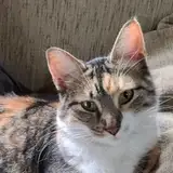 TigerCat