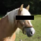 Neighzorr