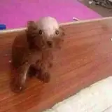 Bald Dog