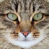 jjzd