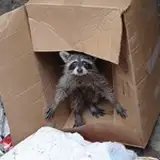 Raccoon Twentyfirst Century