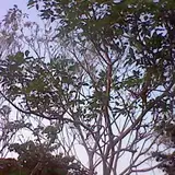 flr