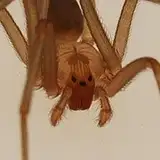 Recluse S
