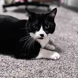 ZackHasACat
