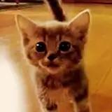 chimochicchi