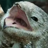 Idle Potoo