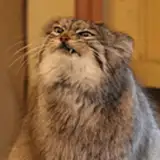 pallasbuilds