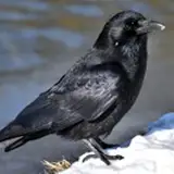 RavynCrow