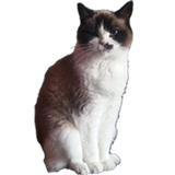 catandbeats