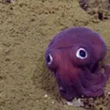 TheDeepDarkReef