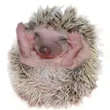 vantuziq