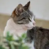 rawpotatocat