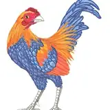 Gallus Rostromegalus