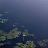 still_waters