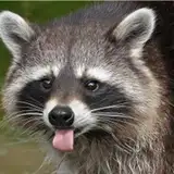 Rack-Coon
