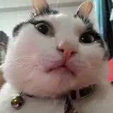Guieyi♥ねこ