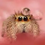 Spiderling