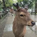 Asianometry