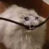 joemamaasmr