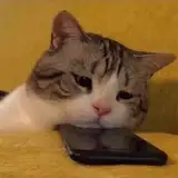 陽夜